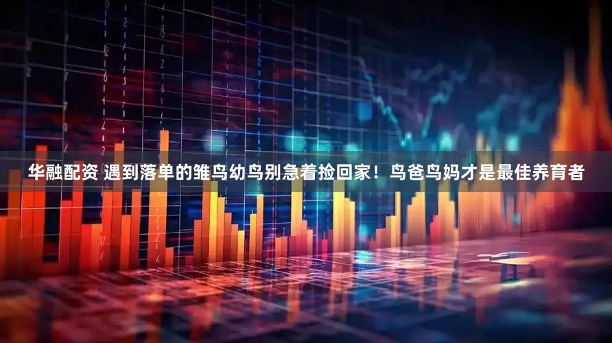 华融配资 遇到落单的雏鸟幼鸟别急着捡回家！鸟爸鸟妈才是最佳养育者